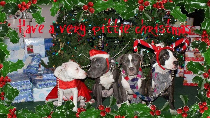 pittie bull christmas pics Pittiechristmas