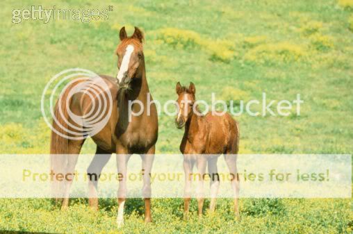 Jolies images autour du cheval 200351438-001