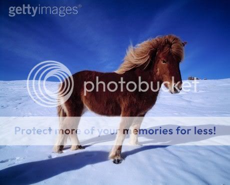 Jolies images autour du cheval 73503320