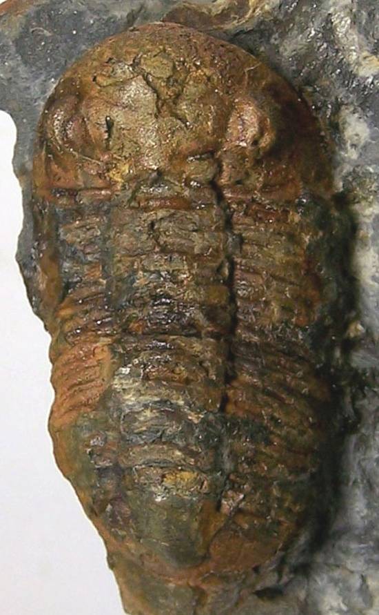 Kloucekia: un género de trilobites Kloucekiadrevermani1OretanienseInfe