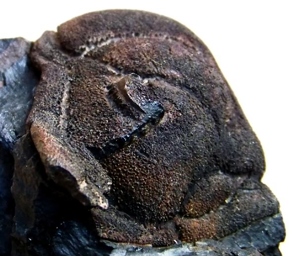 Ojos de trilobites Uralichas_gutierrezi_OretanienseInf