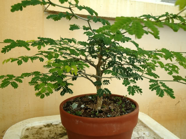 10 Month Brazilian Raintree  JAX2011