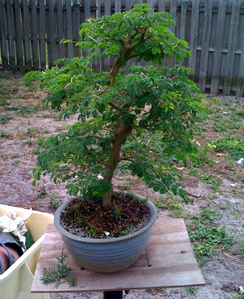 Pierneef (flat top) rain tree discouragement  - Page 2 Photo-1