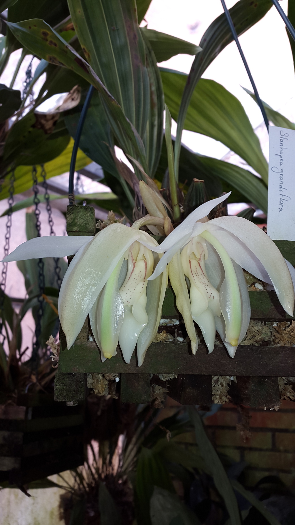 Bluht jetzt, stanhopea grandiflora 20151025_142528_zpscephjs9n