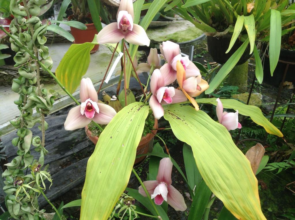 Besuch Jacky orchids, Antwerpen, belgien Imagejpg18_zps9c35a229