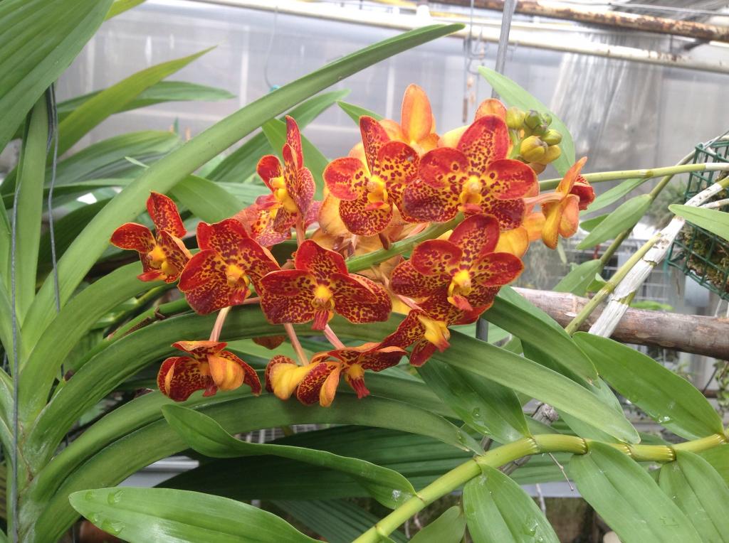 Besuch Jacky orchids, Antwerpen, belgien Imagejpg19_zpsec209781