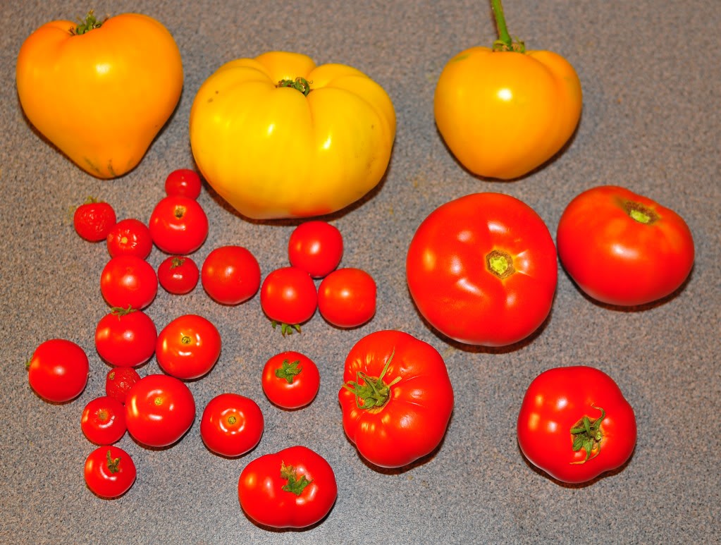 Today's tomato harvest. Tomatoes