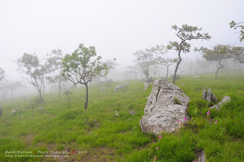 พาเดินเล่นที่ "ทุ่ง (น้อยๆ) ดอกกระเจียว" CP-DSC_0072