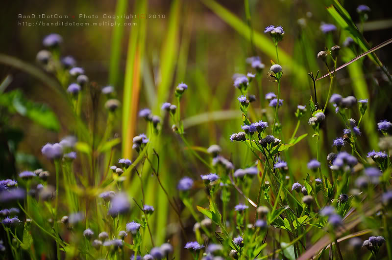 พาเดินเล่นที่ "ทุ่ง (น้อยๆ) ดอกกระเจียว" CP2-DSC_0098