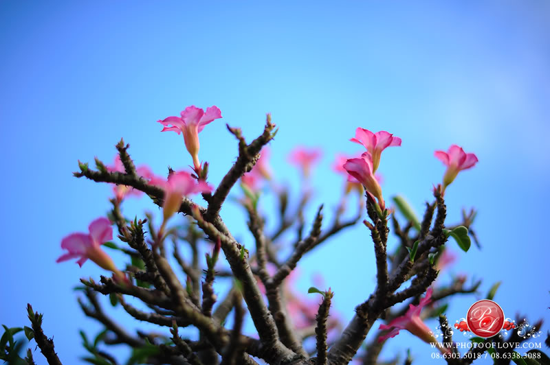 "ชวนชม" พลัง 50mm. f1.4G FwDSC_3029