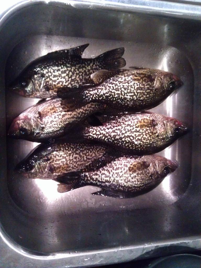 Crappie Hunt 2014 - Page 3 IMAG0444_zpsgy3ndvtx