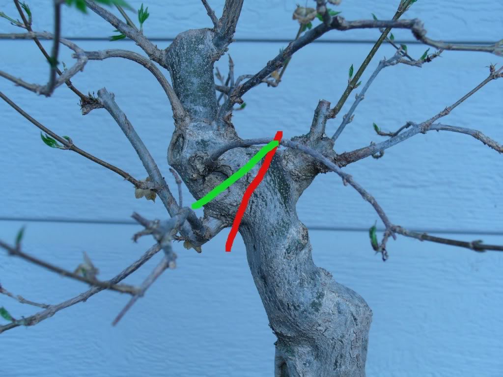 Need help trying to plan for this tree.  TridentCutLines