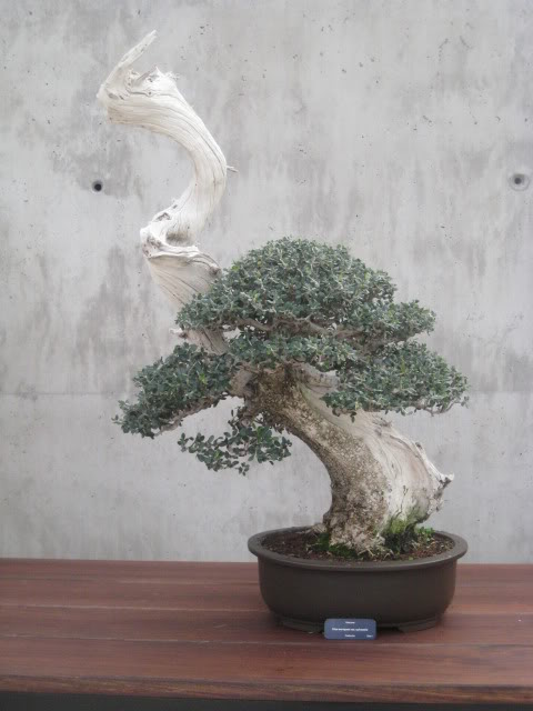 Museo del Bonsai de Parla IMG_0931