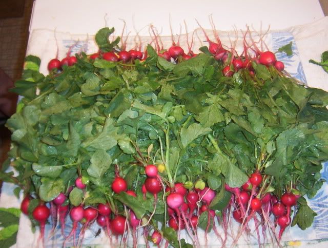 Last shipment of radishes 100_4978