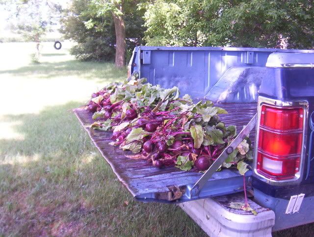 Beet canning july 2009. 100_5155