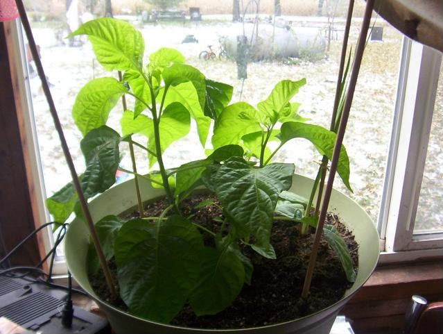 7 Pot Pepper Plants 100_5409-1