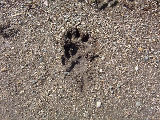 Wolf Tracks 100_5573