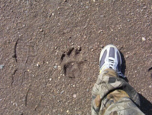 Wolf Tracks 100_5574