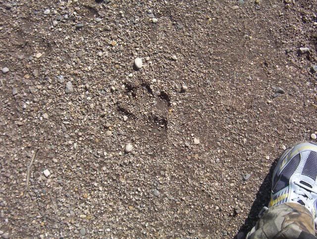 Wolf Tracks 100_5580