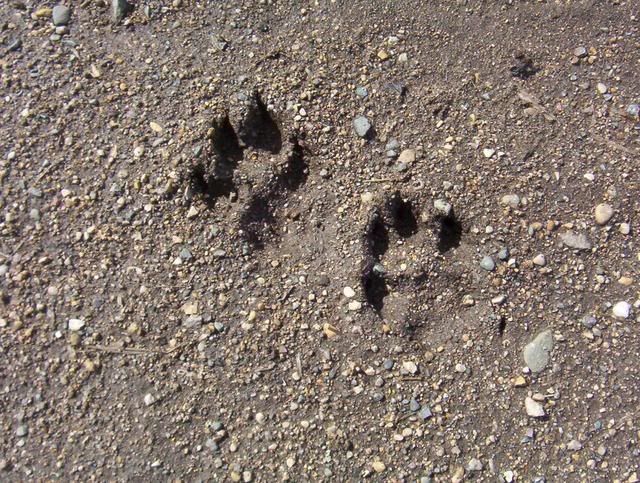 Wolf Tracks 100_5581