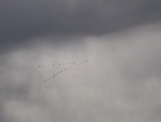 The Geese are back sprind of 2010 100_5597