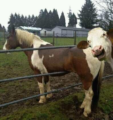 Funniest picture thread Horse