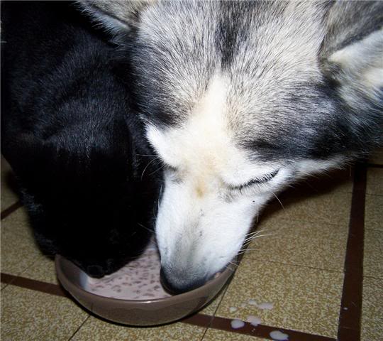 loup - p'tit loup husky urgentprès de cahors 9 ans ADOPTE GetAttachment-1