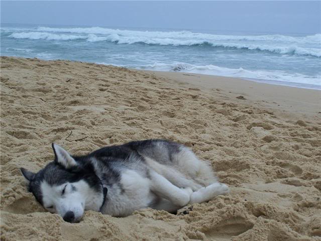 loup - p'tit loup husky urgentprès de cahors 9 ans ADOPTE GetAttachment