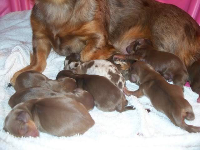 Introducing The Lion King litter! ~5 week pics & video! 1-8