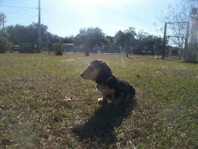 Gunner is 11 weeks! 11week_4