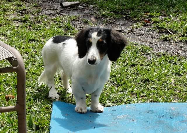 Black & tan piebald female - Luna Luna