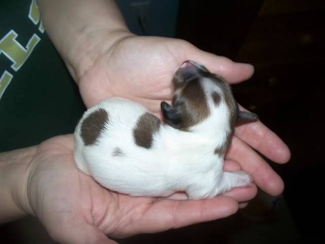 The "I Love Lucy" Litter! Birth2