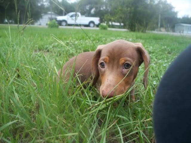 10 weeks Mufasa