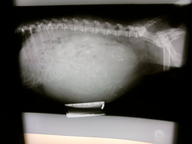 Mylee X Max *expecting 9 pups! - Page 3 Xray