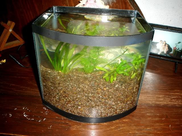 mon 7 litres (pico-aquarium) 7ltplantado02