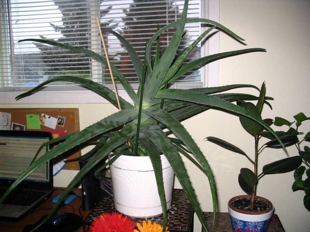 Aloes Plantes001