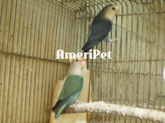 PROVEN BREEDERS FOR SALE: Reduced Prices 7134wfdfviosopacockxwhblueopahen