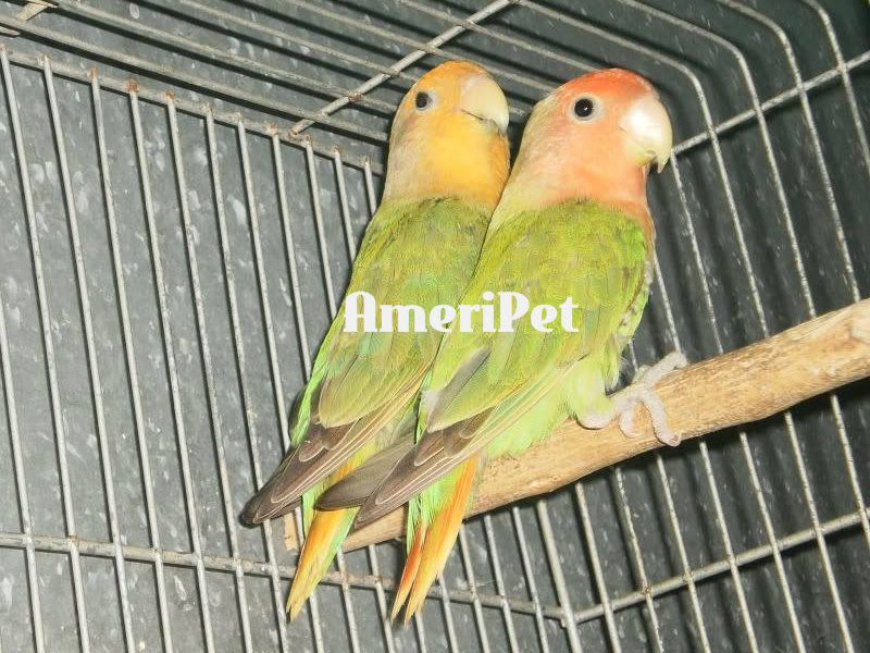 PROVEN BREEDERS FOR SALE: Reduced Prices P1010016-2