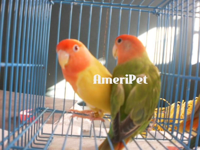 PROVEN BREEDERS FOR SALE: Reduced Prices P1010019-2