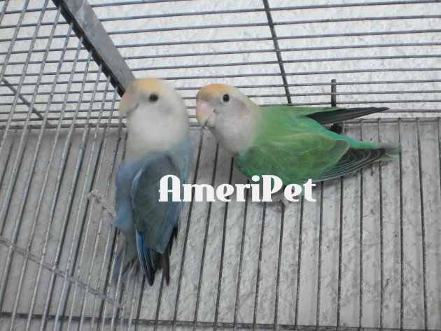 MATURE LAHAT: PROVEN BREEDERS, MATURE NA PARES AT MATURE NA PAMARES P4whdutchblueopacockxwhvioletopahen-1