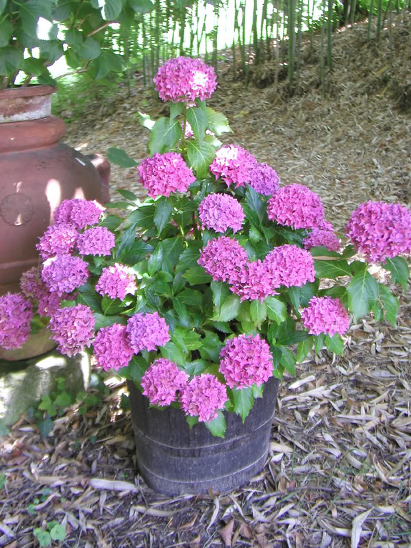 io adoro i fiori e gli alberi Tovelit-1