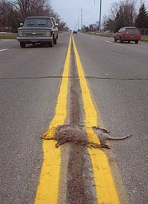 photo drole - Page 5 Road_kill