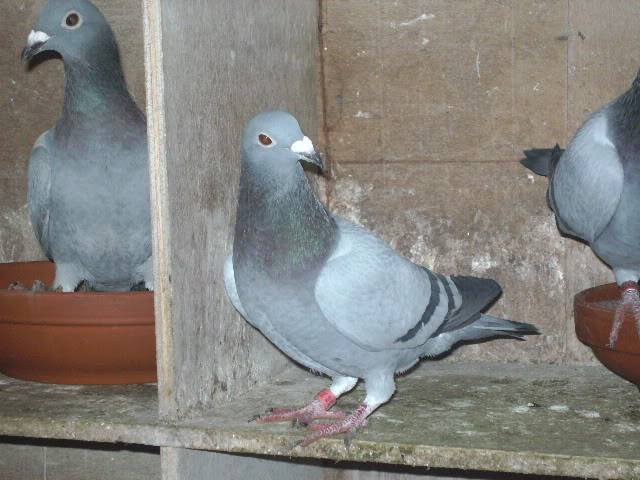 The Late bred cock bred for stock with his hen 031