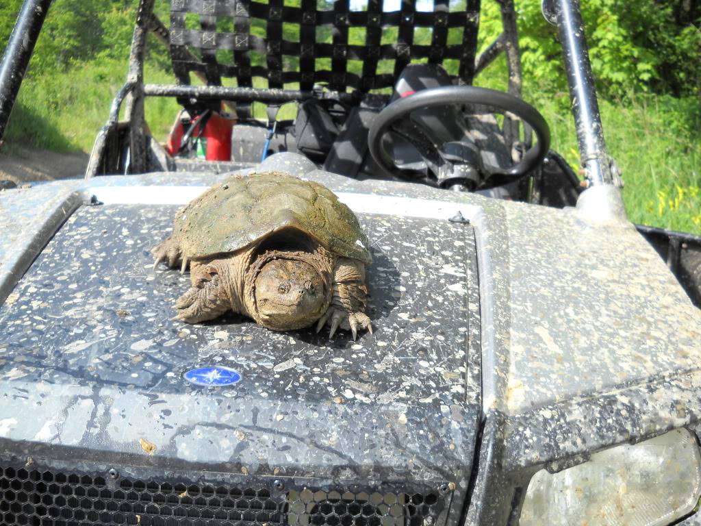 snapper hood