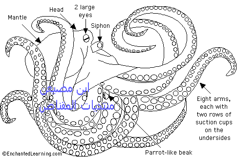 صور خاصة الأخطبوط  Octopus_bw