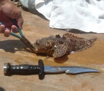 ID this fish. Leopard-toadfish