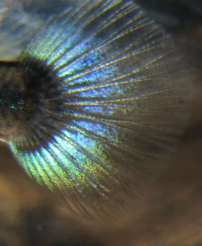 Màu sắc , Hoa văn , tên gọi đuôi cá ( HOT ) Closeup1
