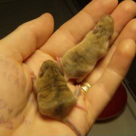 A^vy x Mo^br litter just born. TT-12-9002