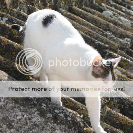 Perdida gata en Córdoba Kifitejado