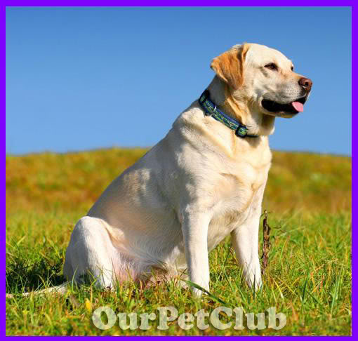 كلب اللابرادور Labrador  Labrador-113